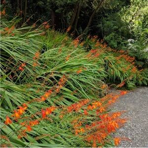 Crocosmia Corms 20 total